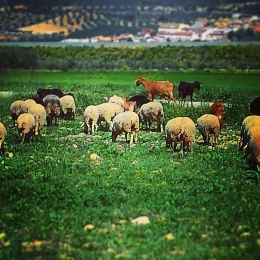 Alojamiento El Cortijuelo Villa Escoznar Esterno foto