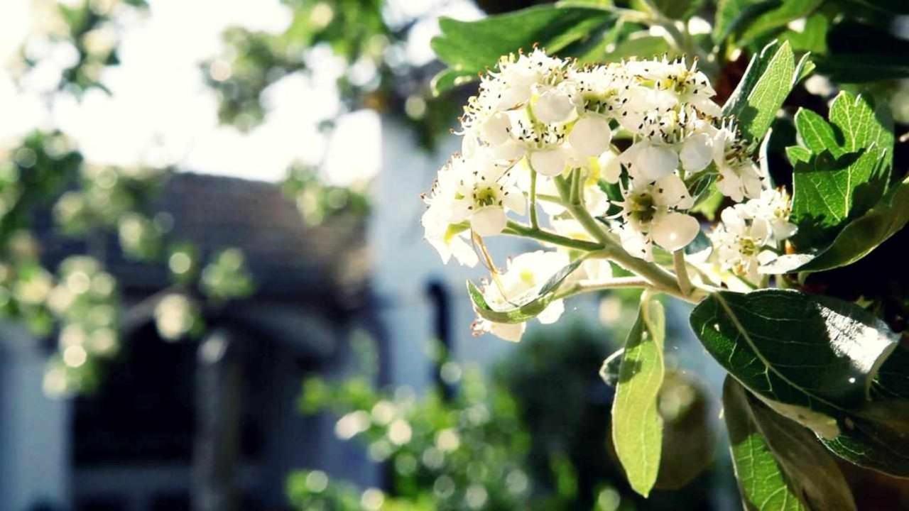 Alojamiento El Cortijuelo Villa Escoznar Esterno foto